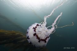 Drifting through the kelp, Chrysaora colorata, Monterey B... by Dan Blum 